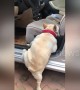 French bulldog with short legs can't quite get into car