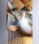 Cats on the Computer