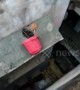 Kitten stuck on ledge of building rescued using bucket in India