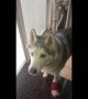 Husky throws tantrum after not being allowed to bury his treat