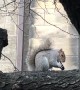 Squirrel Feasts on Oreo