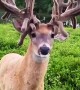Massive 107 Point Buck