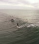 Magical moment dolphins jump alongside surfer off LA coast