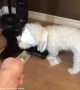 Dog attempts "Bird Box Challenge" with hilariously cute results