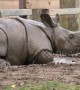This baby rhino loves a good roll in the mud