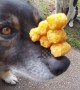 Incredibly patient dog balances a pyramid of tater tots on nose