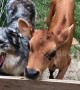 No longer a man's best friend: dog and calf become the cutest duo