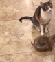Kitty Cleans Prairie Dog Pal