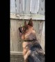 German Shepherd uses hole in fence to spy on neighboring dogs
