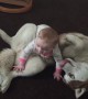 Siberian Husky plays gently with 7-month-old baby
