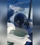 Cute sea lion hitches a lift on boat