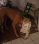 Greedy Great Dane gets caught with his head stuck in a food bag