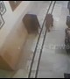Leopard stalks hotel lobby at famous hill station in north India