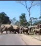 Locals panic as herd of 30 elephants marches through Indian village