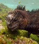 Stunning footage shows Galapagos marine iguanas underwater