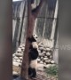 Concerned panda mum drags her baby down from tree