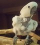 Cockatoo throws a tantrum after being denied a donut