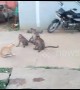 Cool cat sits unfazed as band of monkeys tries to engage it in friendly fight