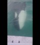 Boaters have incredibly close encounter with Killer Whales