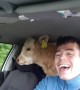 Van with a Baby Bovine in Back