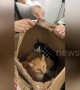 Nearly a dozen cats rescued after being left for dead in alleyway