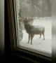 Cute deer visits Maryland home in the snow