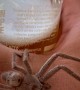 Creepy Crawly Joins in for a Cold One