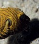 Juvenile Starry Puffer Fish