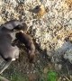Puppy Rescued While Mother Watches Anxiously