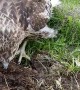 Man Helps Hawk Hunt for Grub