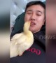 Duckling won't stop ‘brushing’ owner's teeth