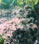 Octopus Hides Among the Plants