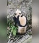 Keeper uses apples to stop intense fight between pandas