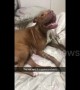 Woman freaks out when foster dog goes into labour
