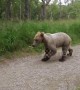 Juvenile brown bear gets way too close for comfort