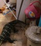 Rampaging 4ft long monitor lizard caught after running through home
