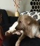 Dog and toddler have tug-of-war