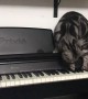 Curious Cat Discovers Piano