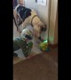 Baby and his doggy best friend confused by toy dinosaur
