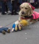 Donald Trump doll mauled by "vicious" hound at London Women's March