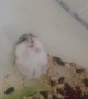 Hamster Doesn't Like to be Handled