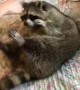 Fluffy Raccoon Loves to Play and Snuggle