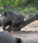 Young white rhino enjoys a good belly scratch on a tree