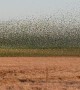 Massive Murmation of Budgerigars