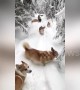 Cute corgi puppies have a ton of fun tumbling through snow in Russia
