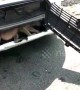 Monkey stuck in car bonnet rescued by highway services personnel on busy highway in Gujarat, India