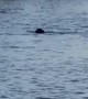 Dog and Dolphin Swim and Play Together