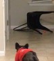Ball Chasing Pooch Slides into Chair