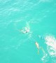 Drone films bull shark attack on spearfishing team off Florida