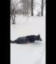German Shepherd wades through snow as winter storm strikes East Coast
